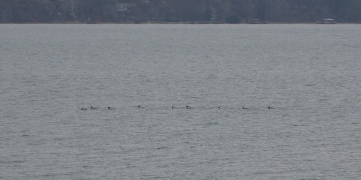 Red-breasted Merganser - ML297360781