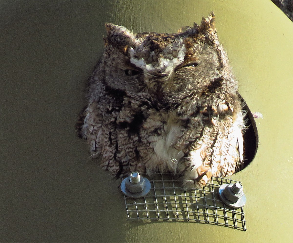 Eastern Screech-Owl - ML297360841