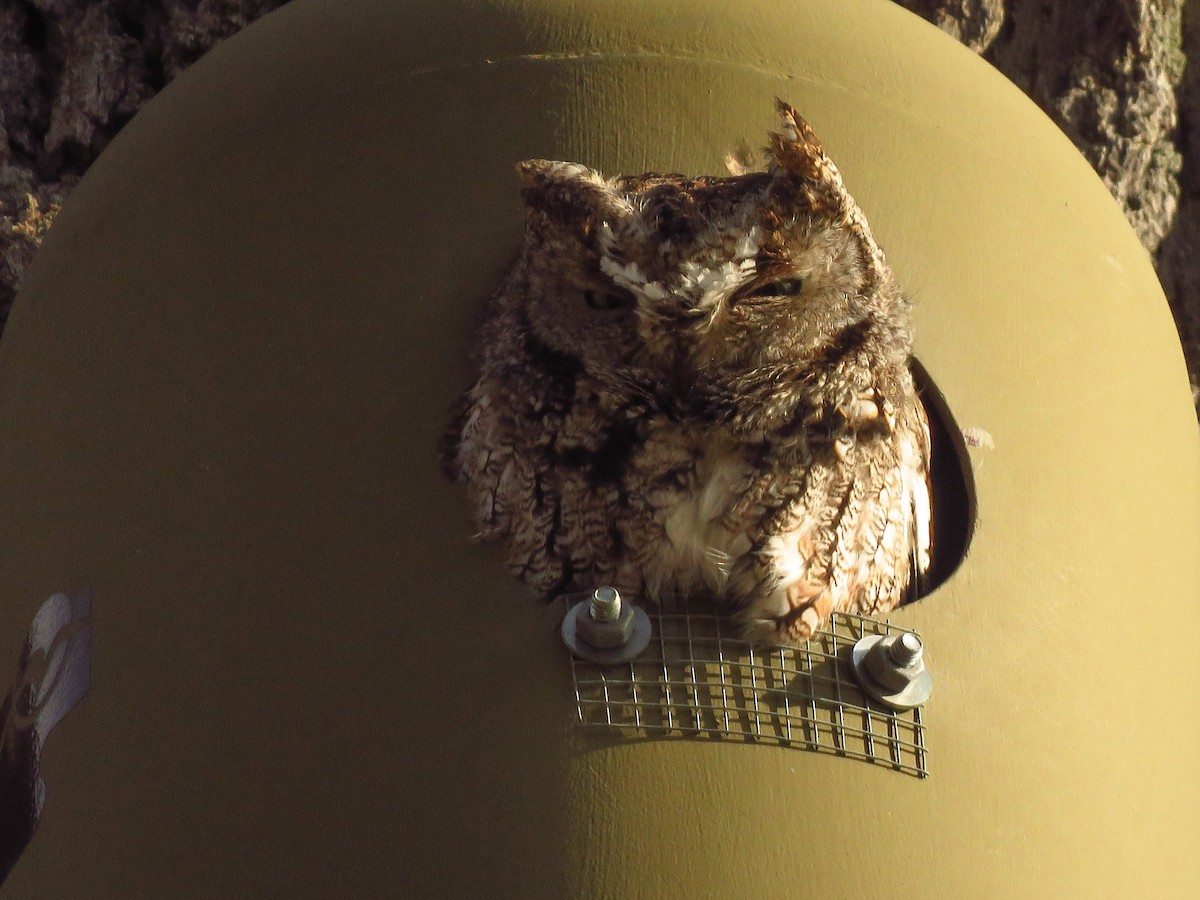 Eastern Screech-Owl - ML297360851