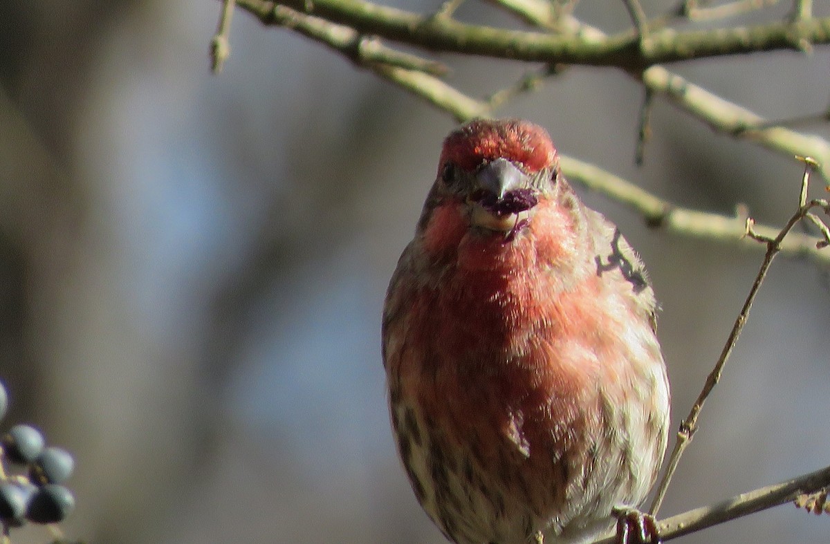 House Finch - ML297361051