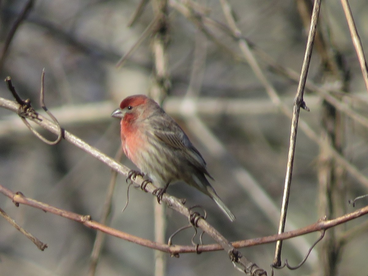 House Finch - ML297361081