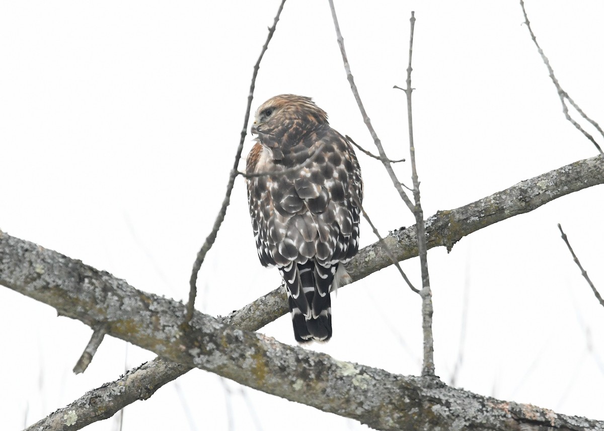 Red-shouldered Hawk - ML297361161