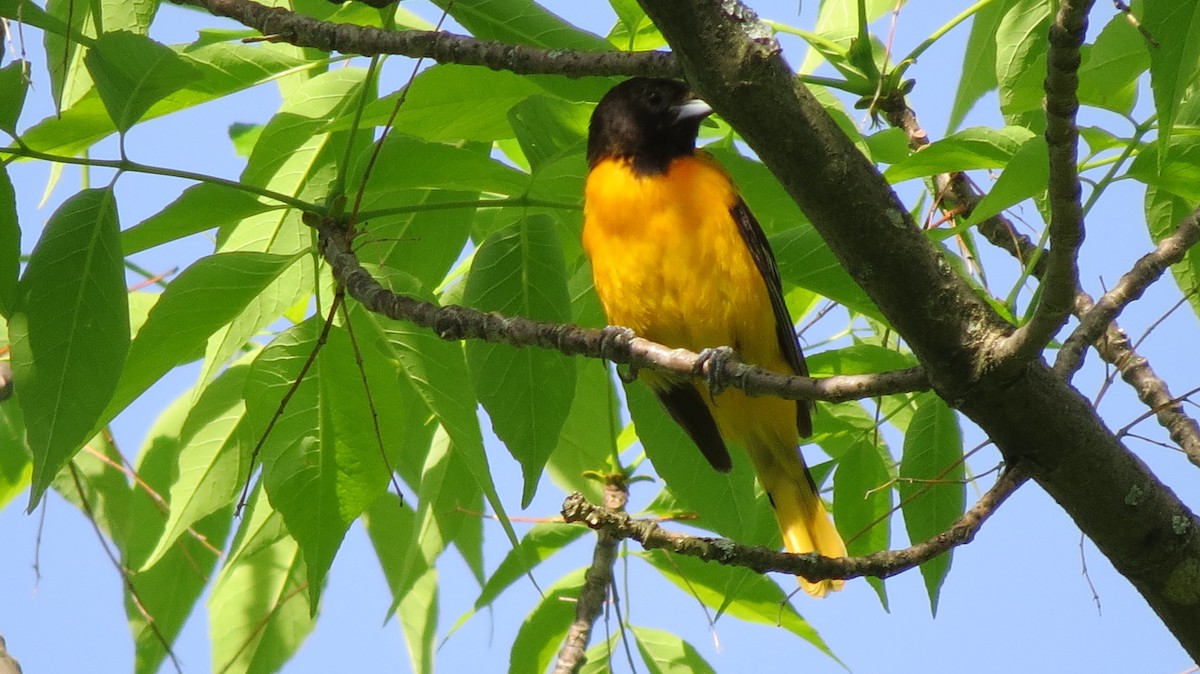 Baltimore Oriole - ML29736221