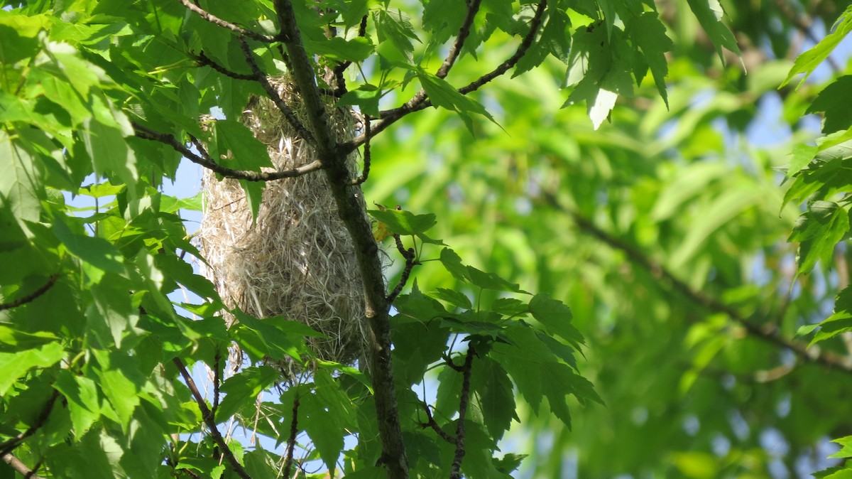 Baltimore Oriole - ML29736241