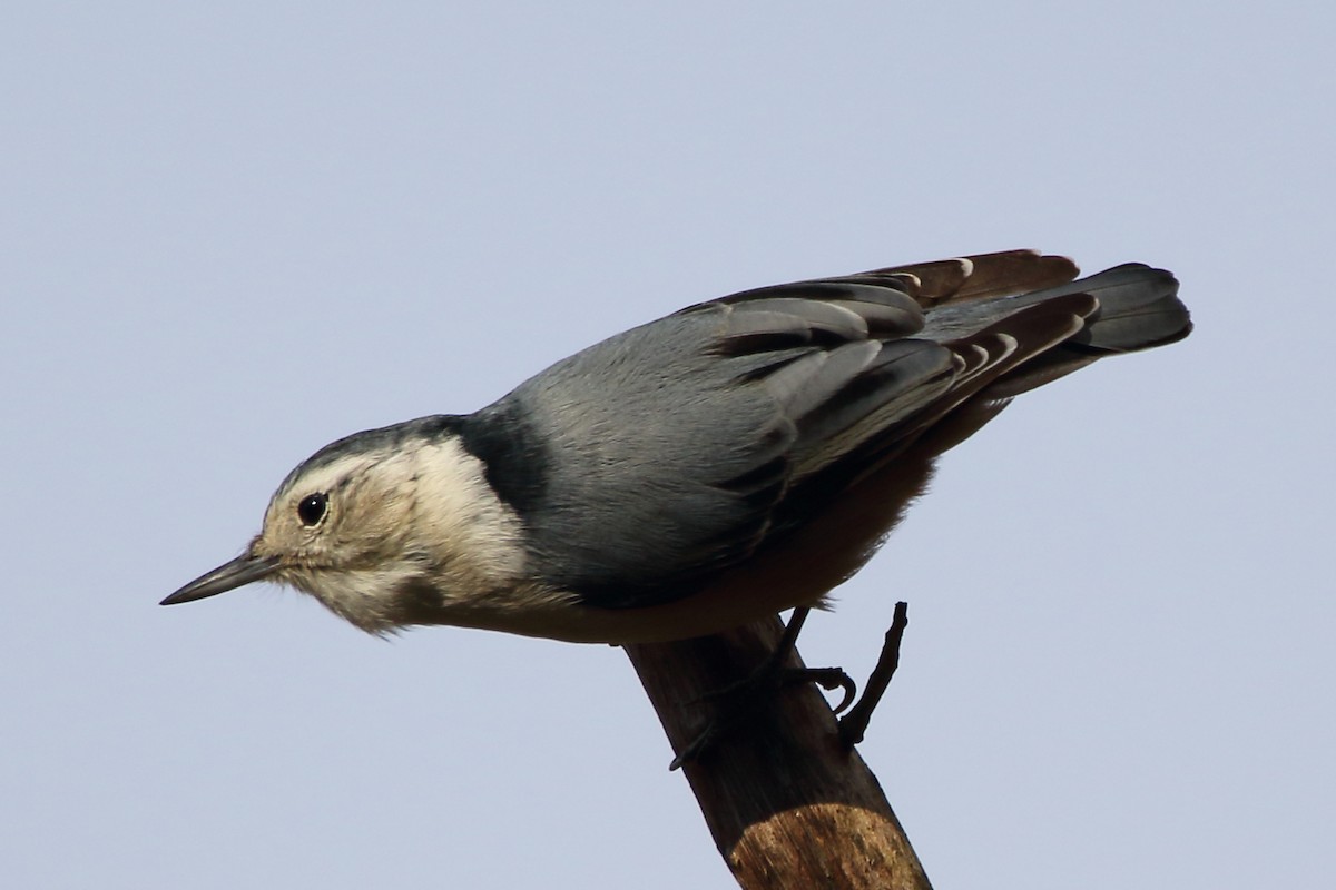 White-breasted Nuthatch - ML297362991