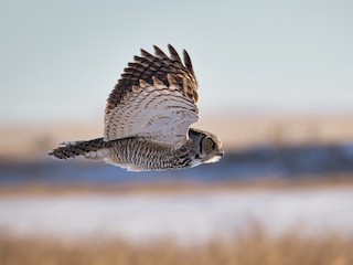 Adult - Great Horned Owl