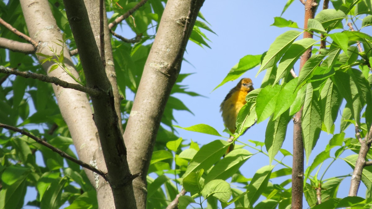 Baltimore Oriole - ML29736361