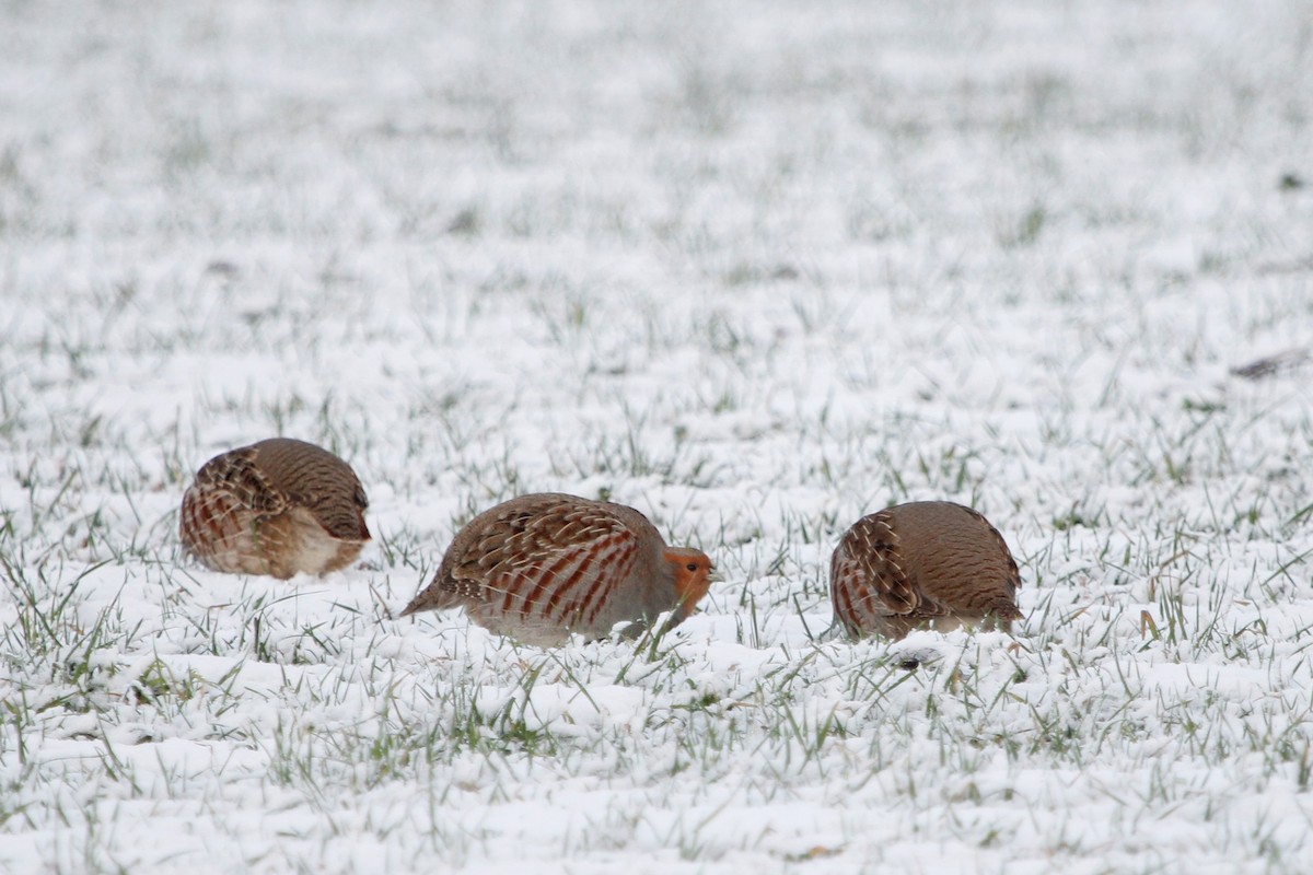 Gray Partridge - ML297363641