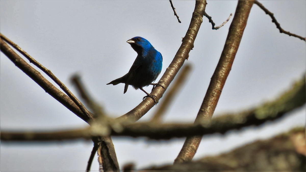 Indigo Bunting - ML29736391
