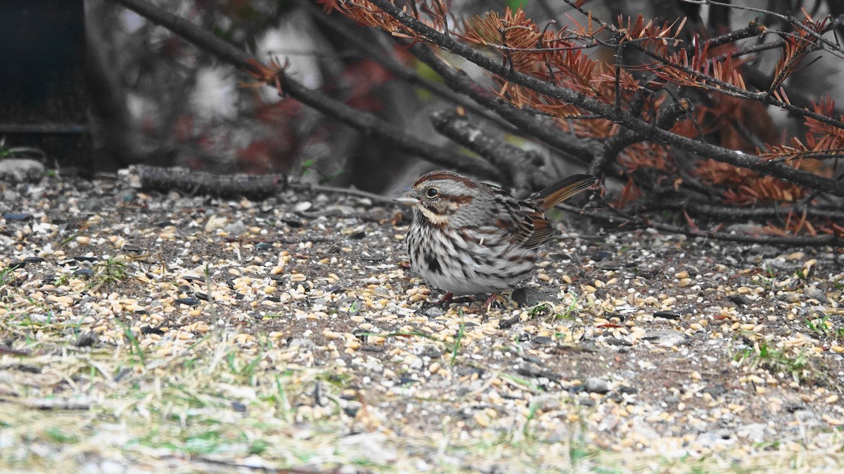 Song Sparrow - Barry Day