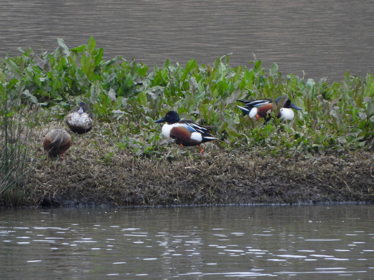 Northern Shoveler - ML297365251