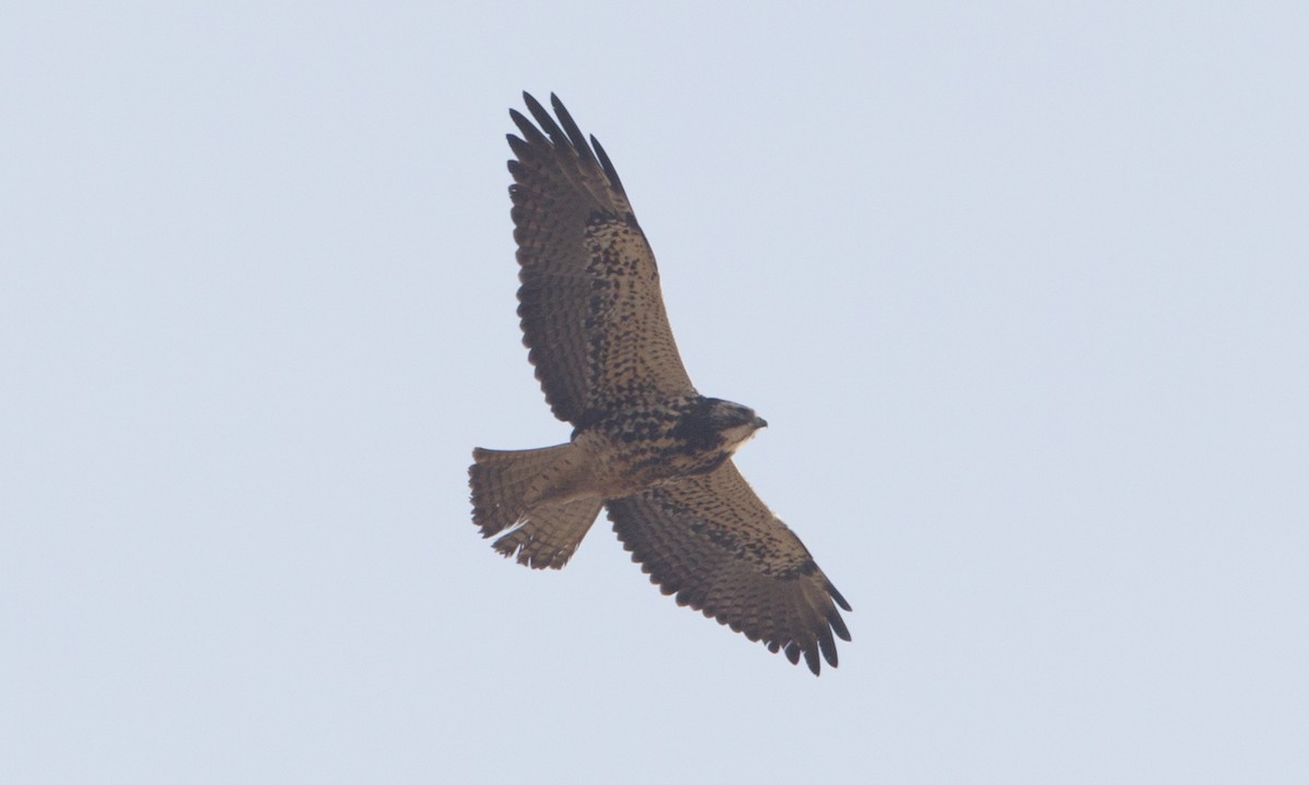 Swainson's Hawk - ML297365981