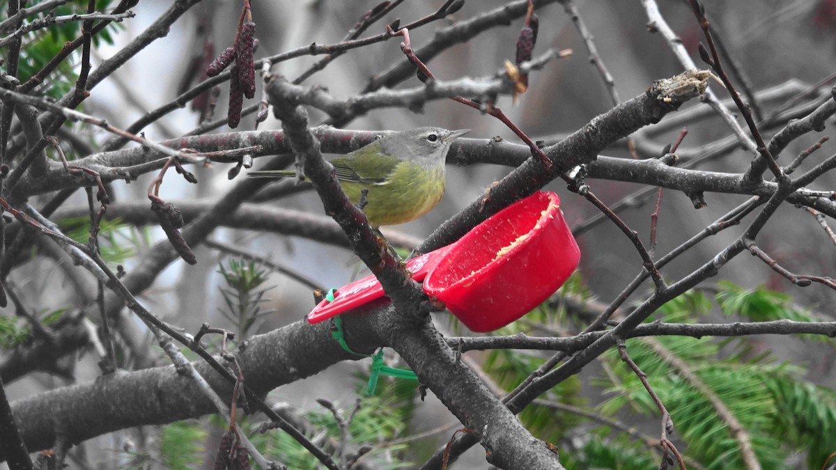 Orange-crowned Warbler - ML297366641