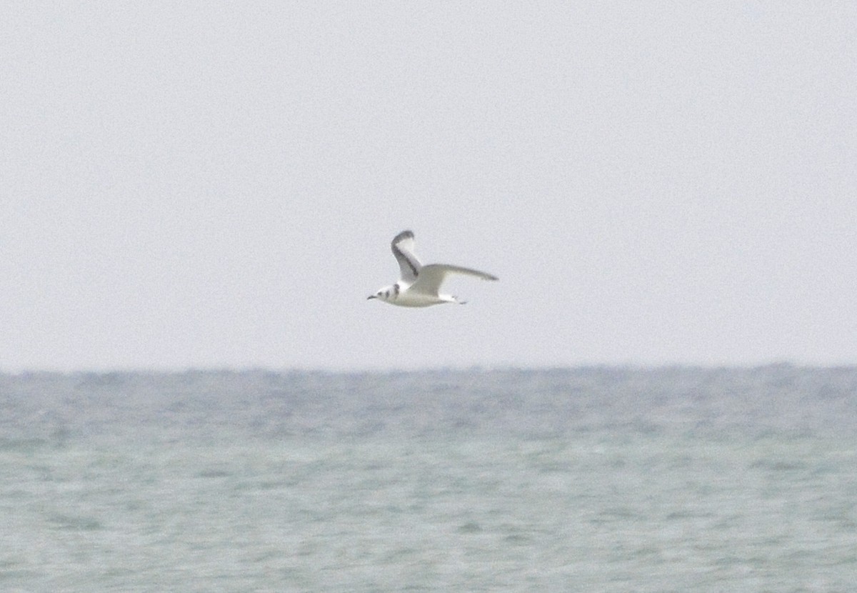 Black-legged Kittiwake - Joanie & Mark Hubinger