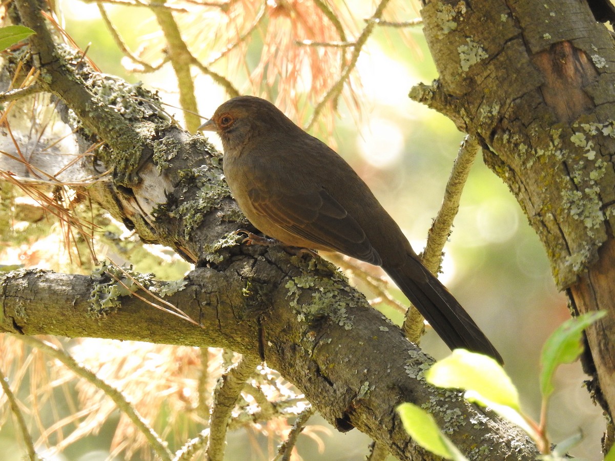 California Towhee - Neil Skoog