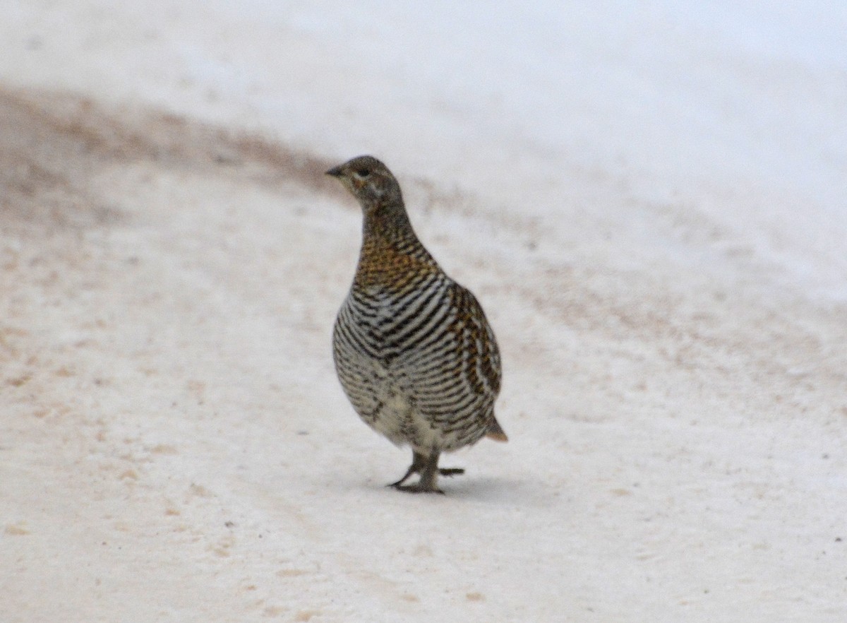 Spruce Grouse - ML297367201