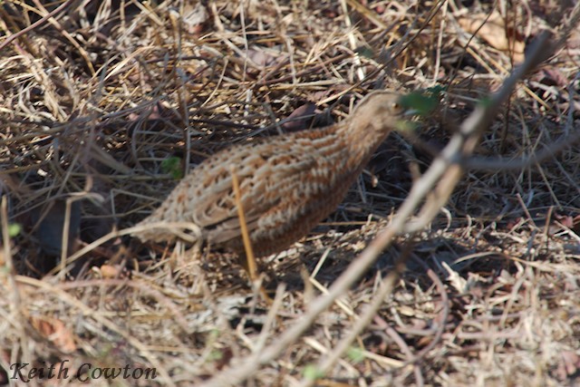 Sumba Buttonquail - ML297367511