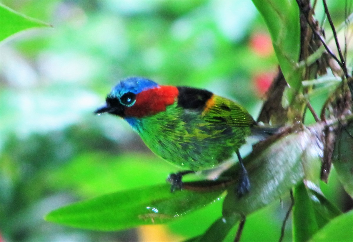 Red-necked Tanager - ML297367781