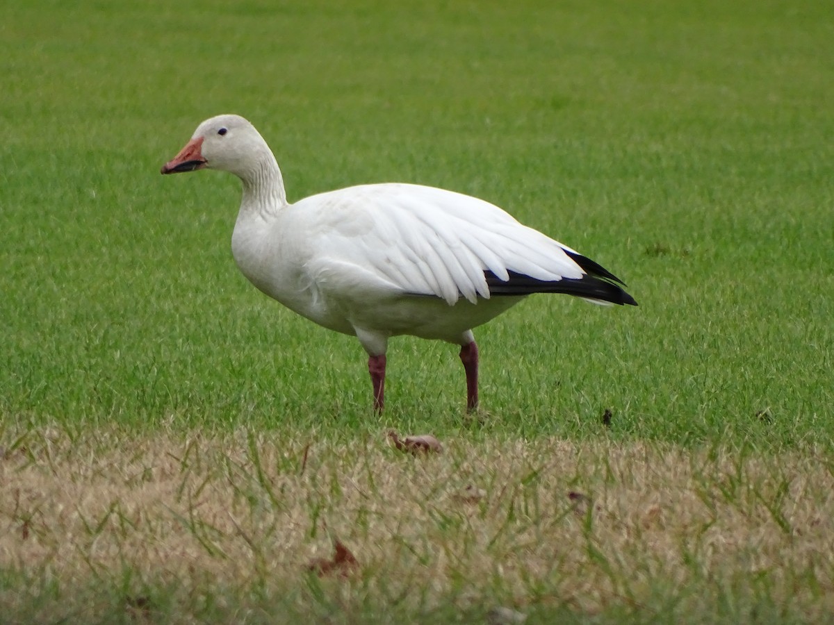 Snow Goose - ML297367961