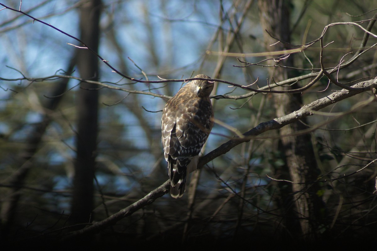 Red-shouldered Hawk - David Brooks