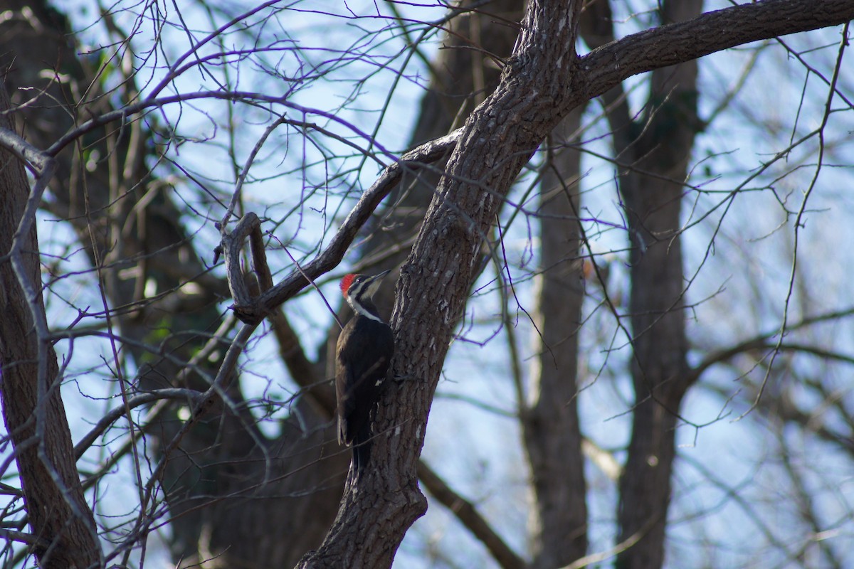 Pileated Woodpecker - David Brooks