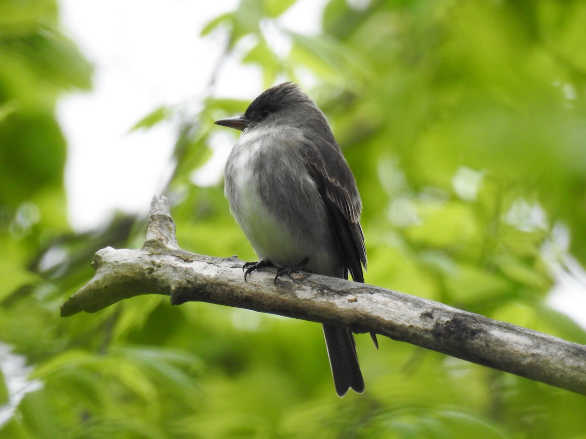 Olive-sided Flycatcher - ML297369131