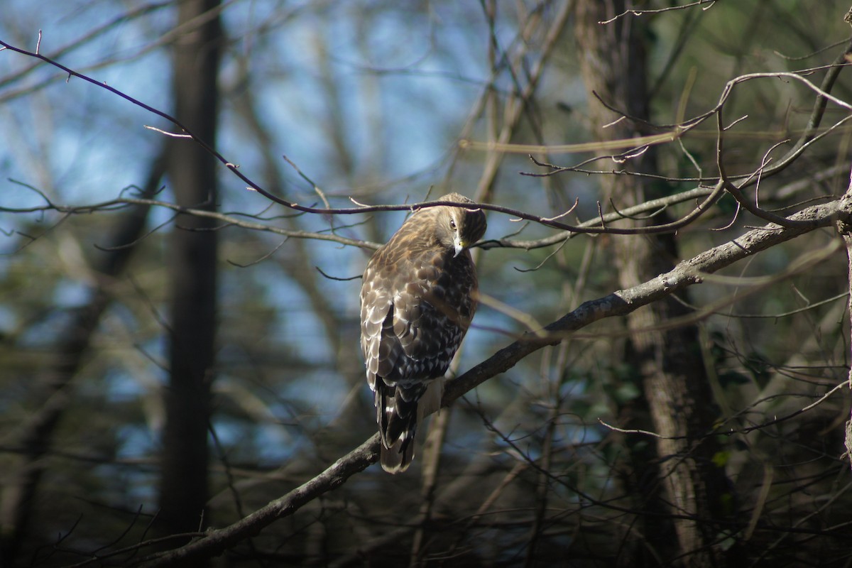 Red-shouldered Hawk - ML297370091