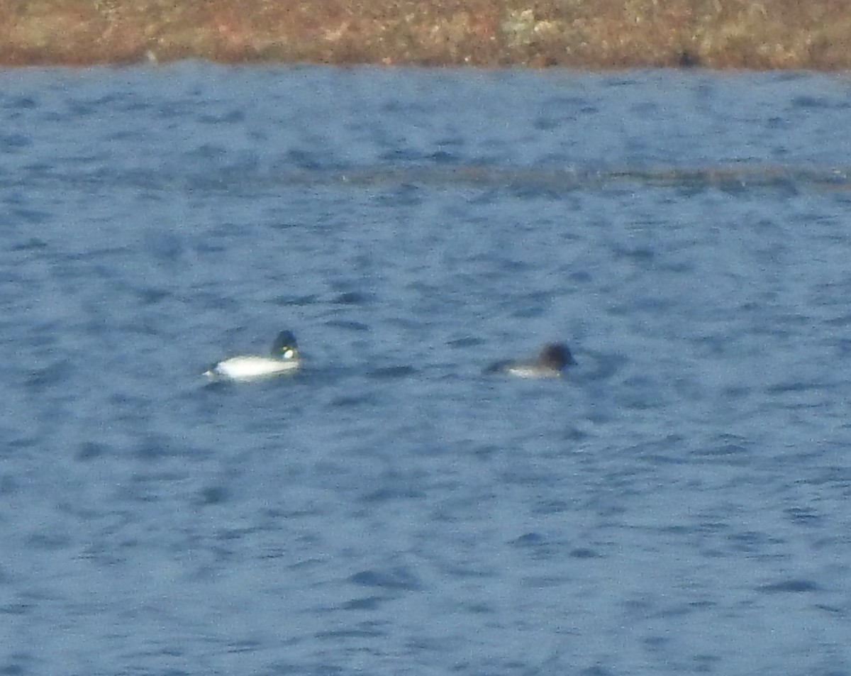 Common Goldeneye - Kent Miller