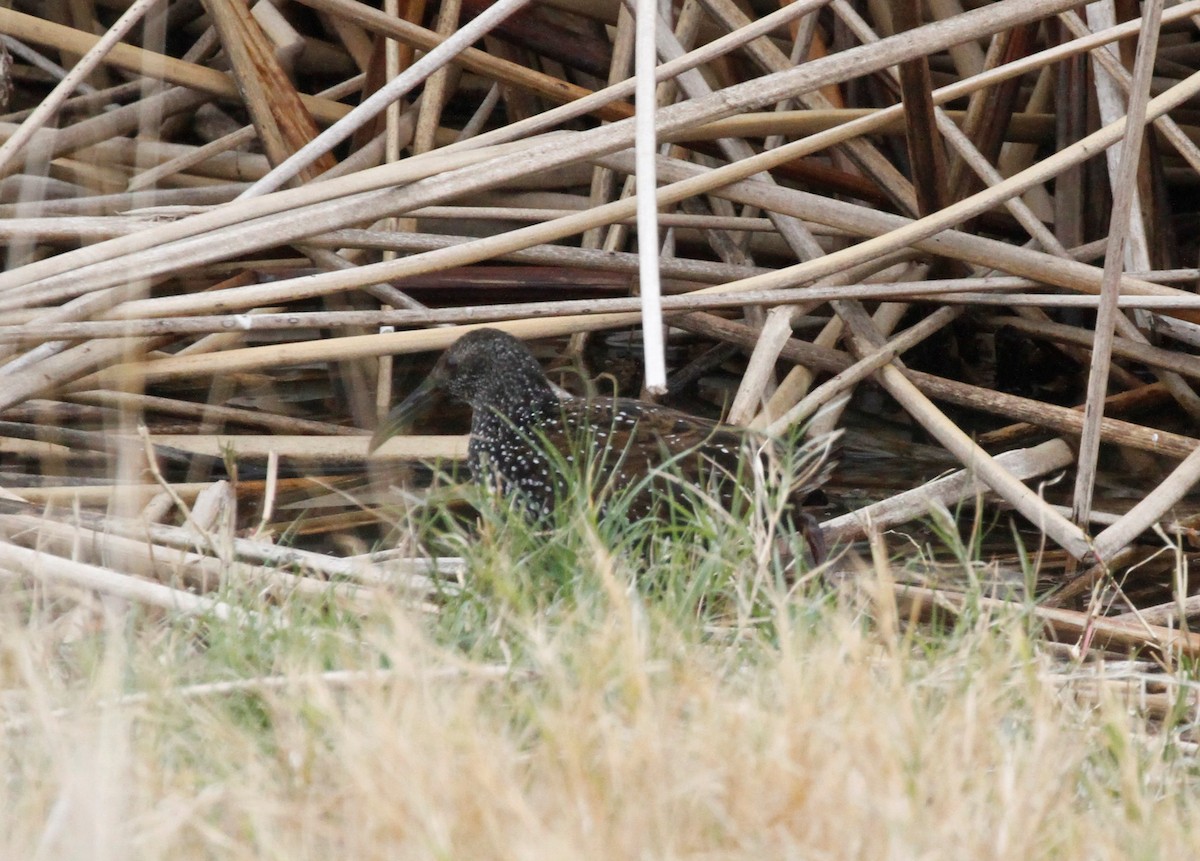 Spotted Rail - ML297372001