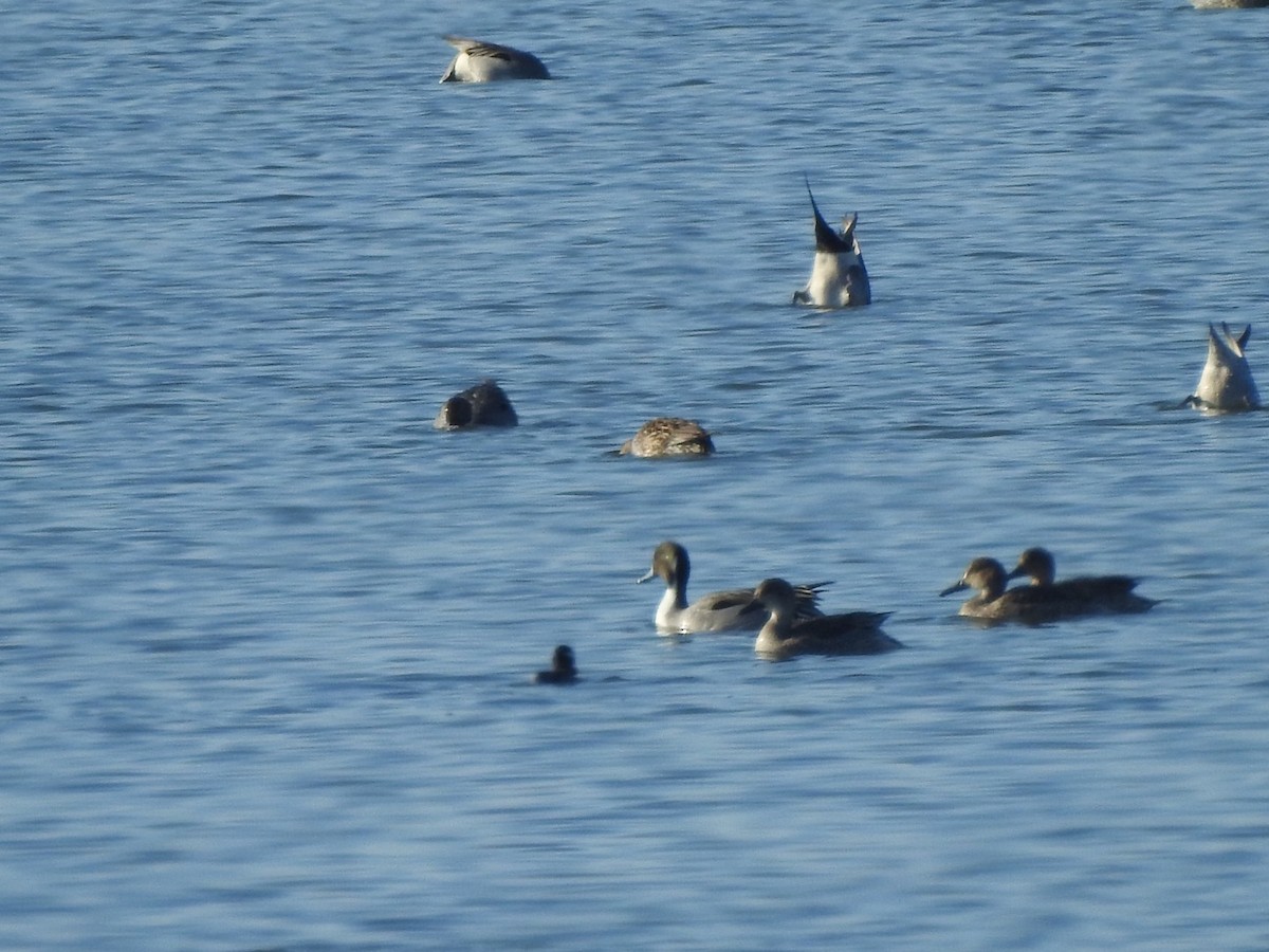 Northern Pintail - ML297373571