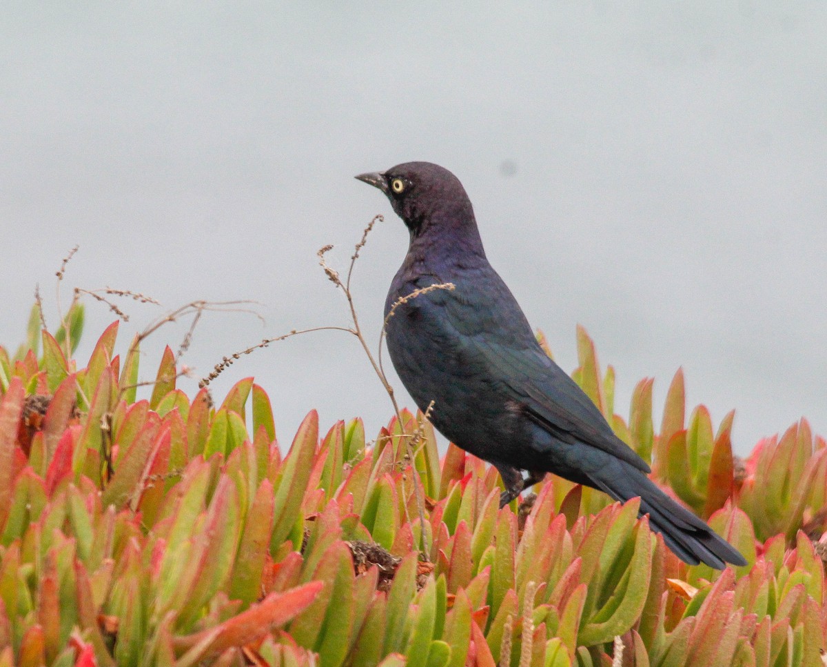 Brewer's Blackbird - ML297374291