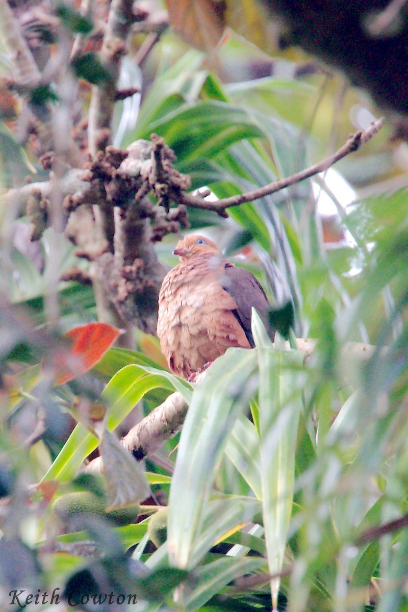 Ruddy Cuckoo-Dove - ML297375201