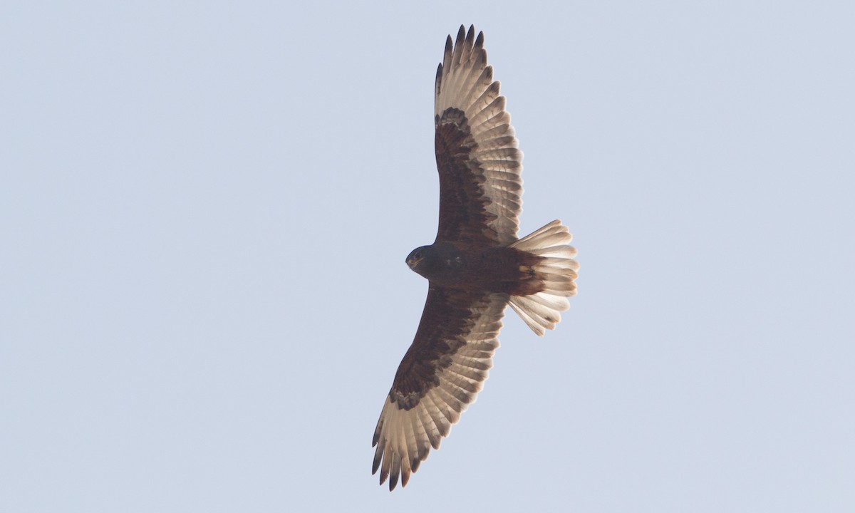 Ferruginous Hawk - ML297377051