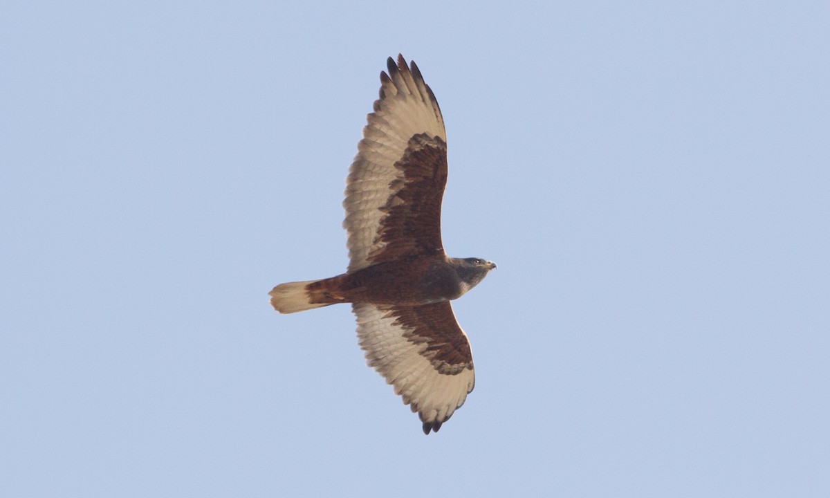 Ferruginous Hawk - ML297377061