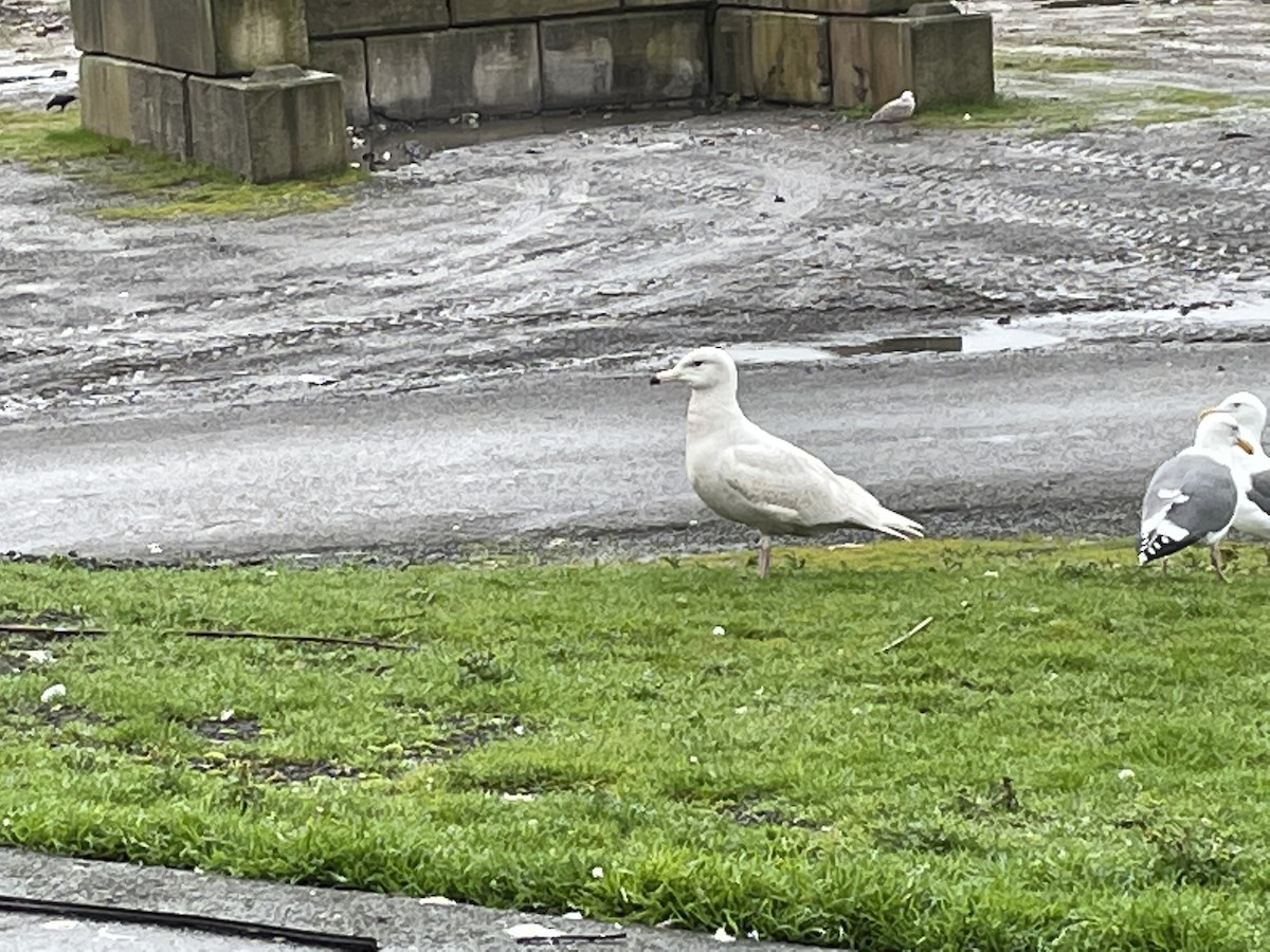 Glaucous Gull - ML297377241