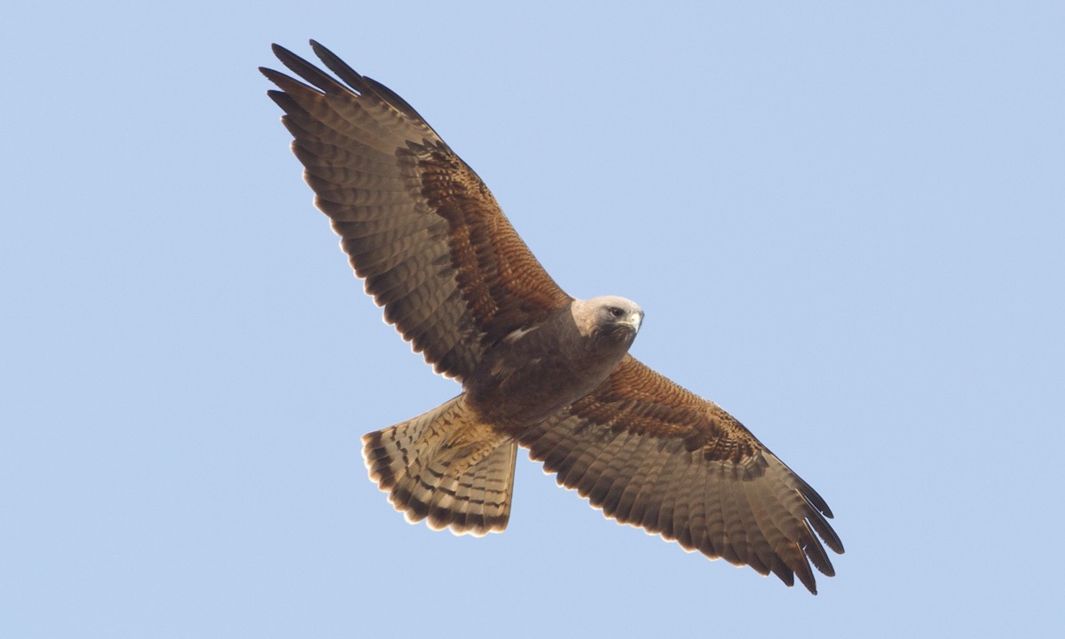 Swainson's Hawk - ML297377441