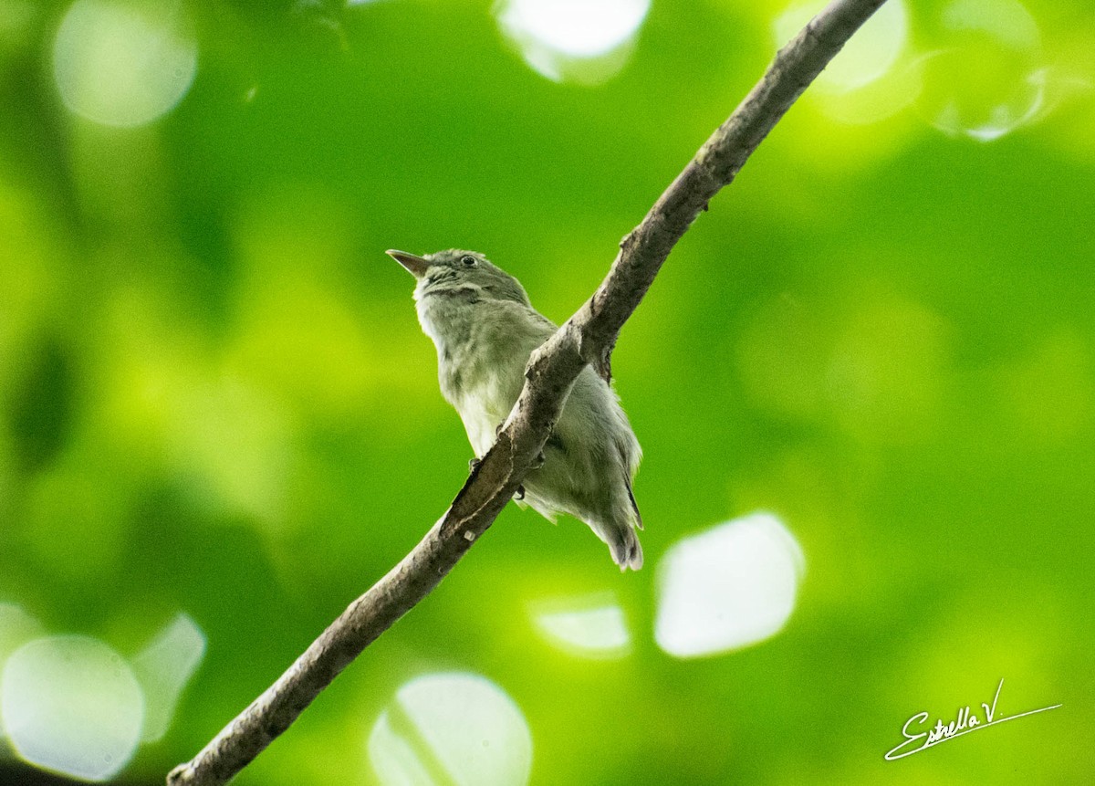 Dwarf Tyrant-Manakin - ML297378091