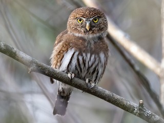 【mimi】 Birds Northern Owl Yellow Northern Pygmy-Owl - Glaucidium gnoma - Birds of the World
