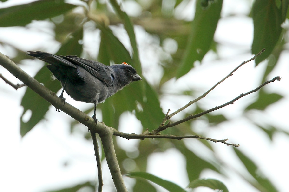 Diademed Tanager - Martjan Lammertink