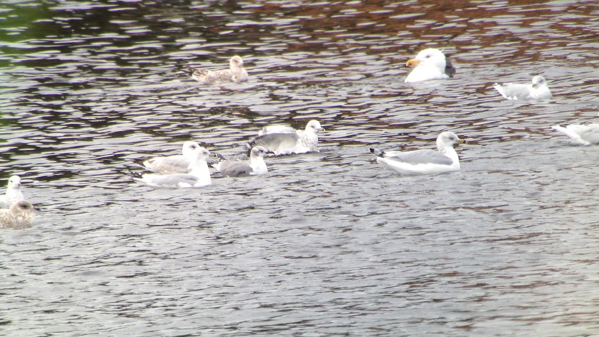 Gaviota Guanaguanare - ML297378471