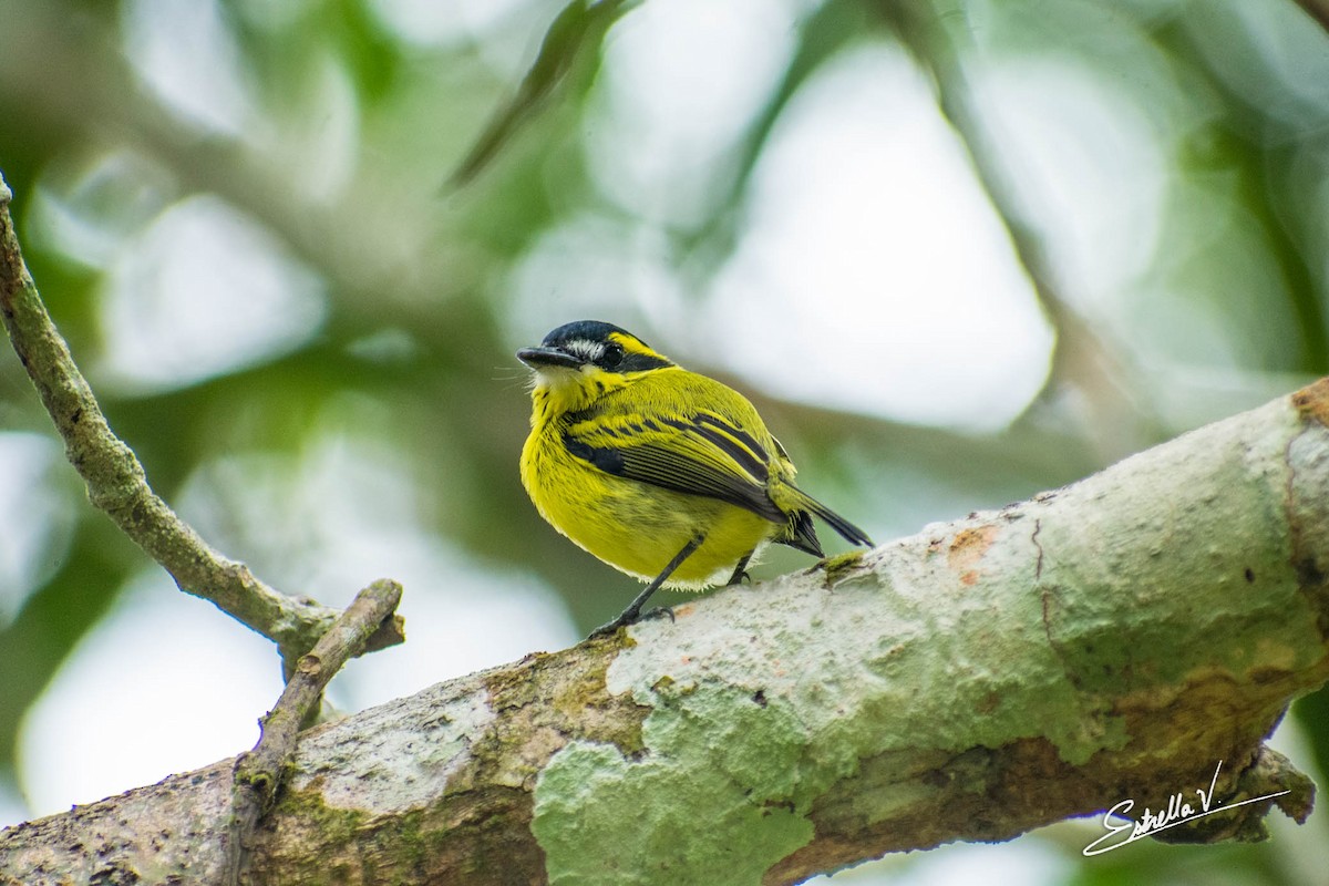 Yellow-browed Tody-Flycatcher - ML297378481