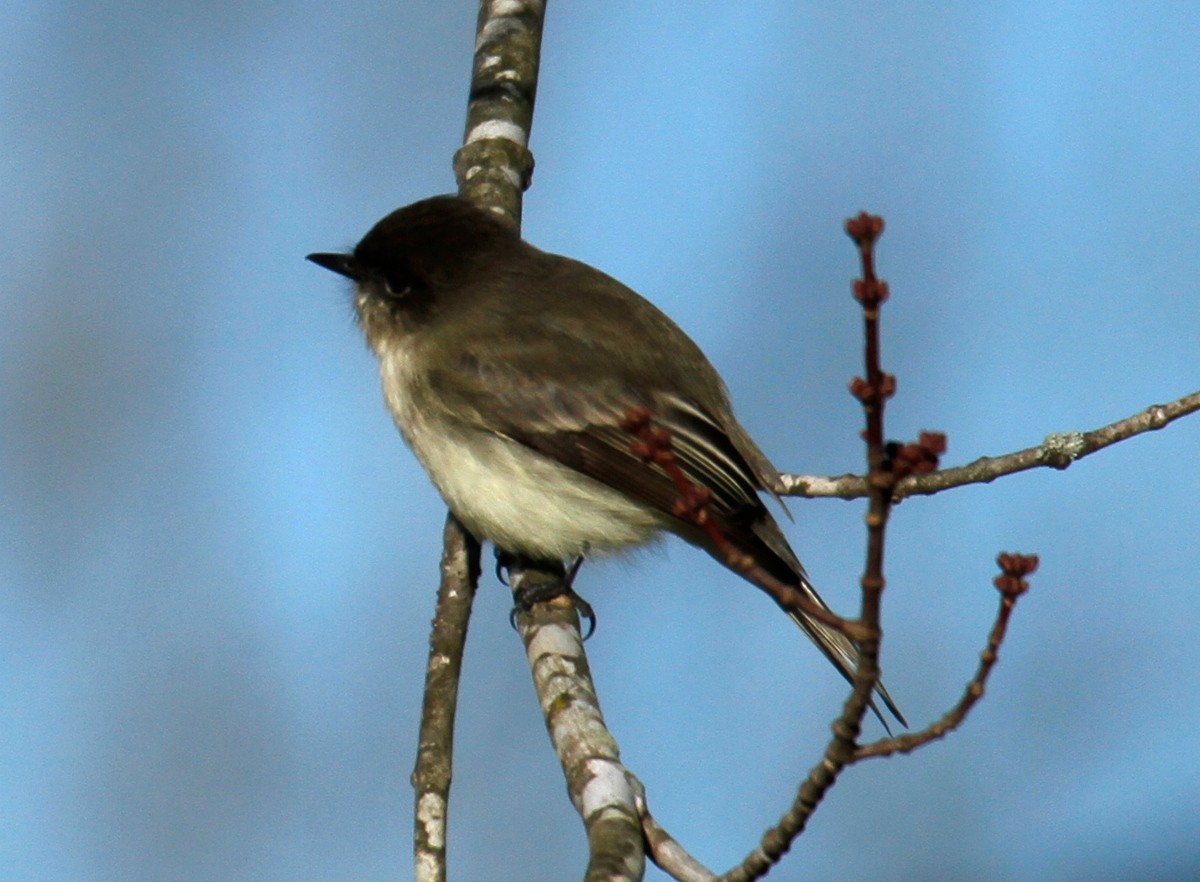 Eastern Phoebe - ML297378871