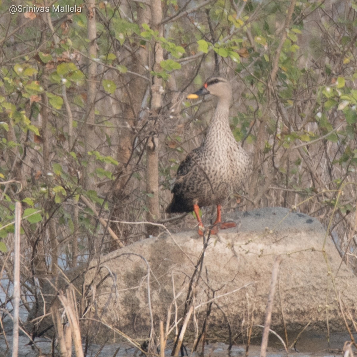 Indian Spot-billed Duck - Srinivas Mallela