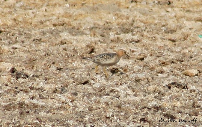 Buff-breasted Sandpiper - ML29737971