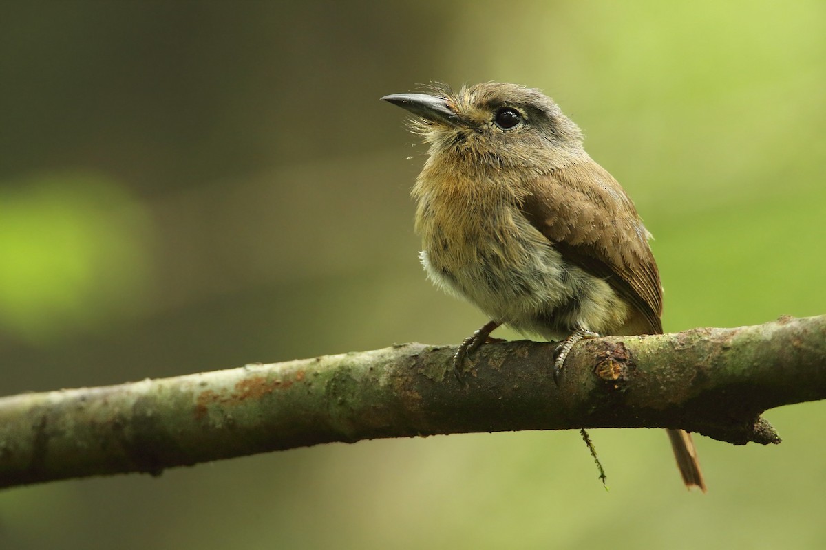Rusty-breasted Nunlet - ML297380281
