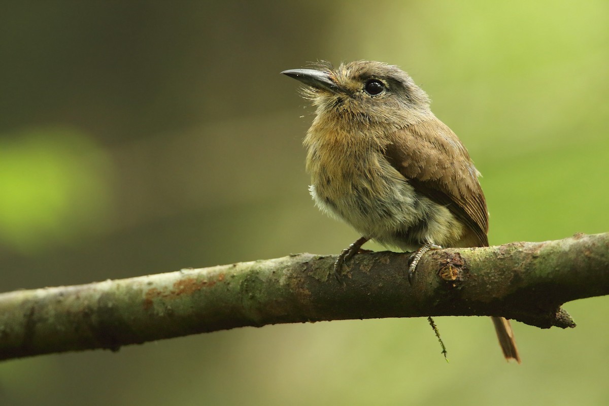 Rusty-breasted Nunlet - ML297380281