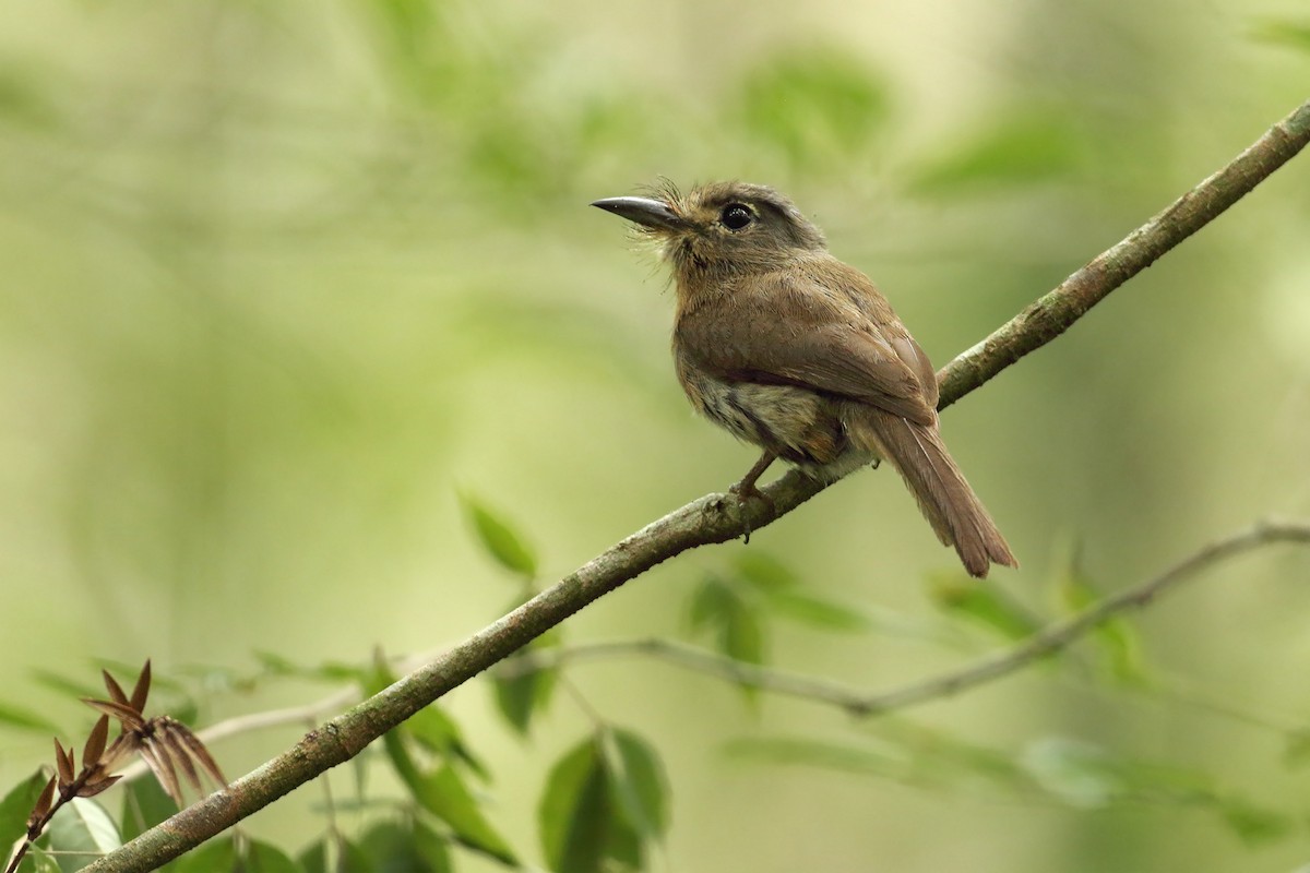 Rusty-breasted Nunlet - ML297380321