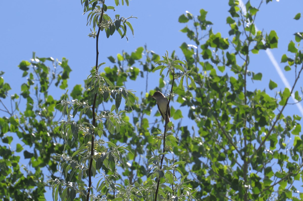 Willow Flycatcher - ML29738051