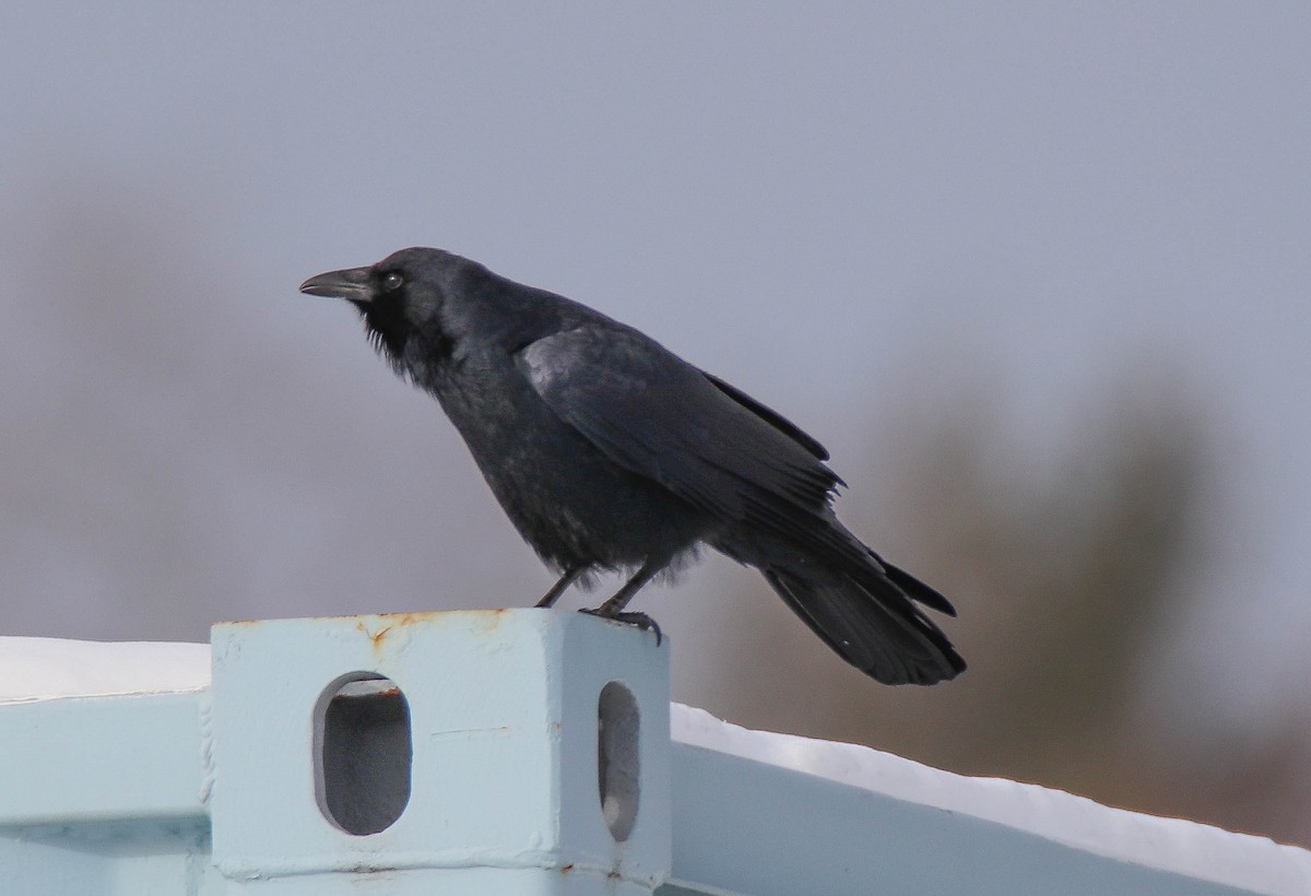 Fish Crow - ML297380621