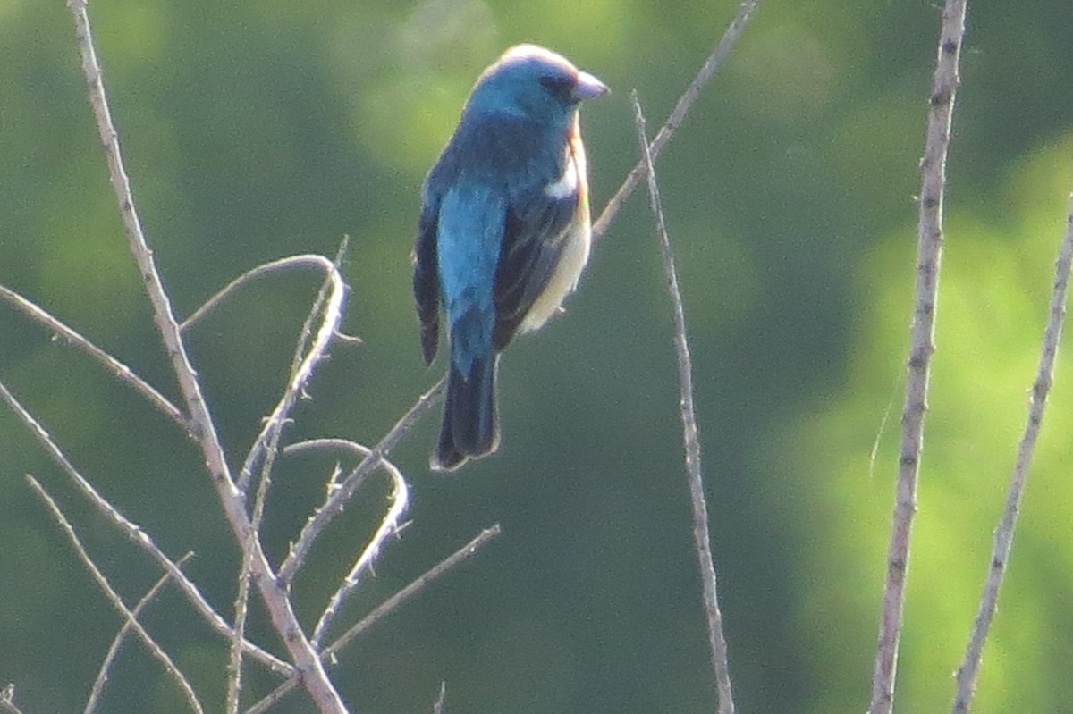 Lazuli Bunting - Bryant Olsen